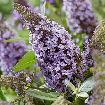 саженцы буддлеи саженцы буддлеи