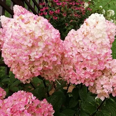 Гортензия МЭДЖИКАЛ КЭНДЛ метельчатая  Гортензия МЭДЖИКАЛ КЭНДЛ метельчатая в Бресте