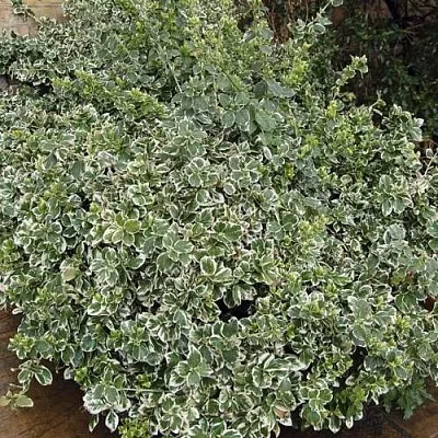 Бересклет ЭМЕРАЛЬД ГАИТИ форчуна   Бересклет ЭМЕРАЛЬД ГАИТИ форчуна  в Бресте