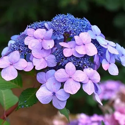 Гортензия ЭНДЛЕСС САММЕР ТВИСТ ЭНД ШАУТ крупнолистная  Гортензия ЭНДЛЕСС САММЕР ТВИСТ ЭНД ШАУТ крупнолистная в Бресте