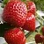 Клубника АРГЕНТЕРА в Бресте