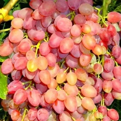 Виноград КИШМИШ ЛУЧИСТЫЙ — описание сорта Виноград КИШМИШ ЛУЧИСТЫЙ в Бресте