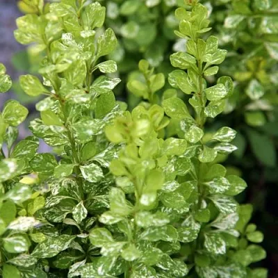 Барбарис ПАУ ВАУ тунберга  Барбарис ПАУ ВАУ тунберга в Бресте