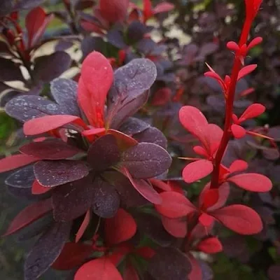 Барбарис РЕД ПИЛЛАР тунберга  Барбарис РЕД ПИЛЛАР тунберга в Бресте