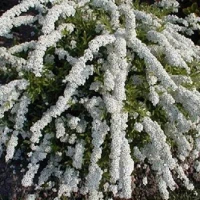 Спирея АРГУТА  Спирея АРГУТА в Бресте