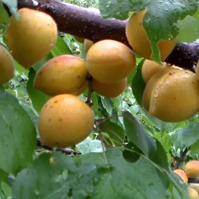 Абрикос МАНИТОБА — описание сорта Абрикос МАНИТОБА в Бресте