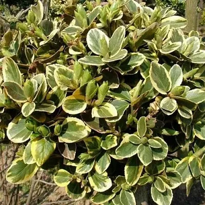 саженцы бересклета саженцы бересклета