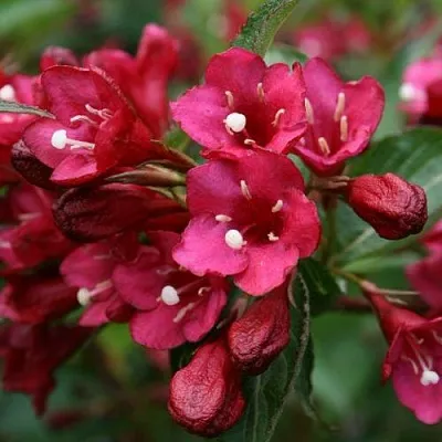 Вейгела ЕВА РАТКЕ  Вейгела ЕВА РАТКЕ в Бресте