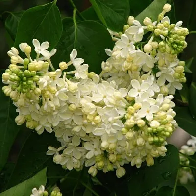 Сирень ПРИМРОУЗ в Бресте