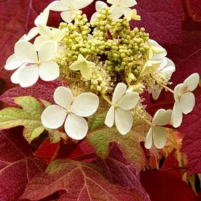 Гортензия БУРГУНДИ дуболистная  Гортензия БУРГУНДИ дуболистная в Бресте