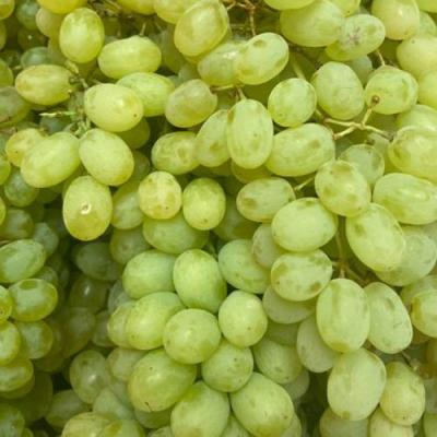 Зеленый в Бресте