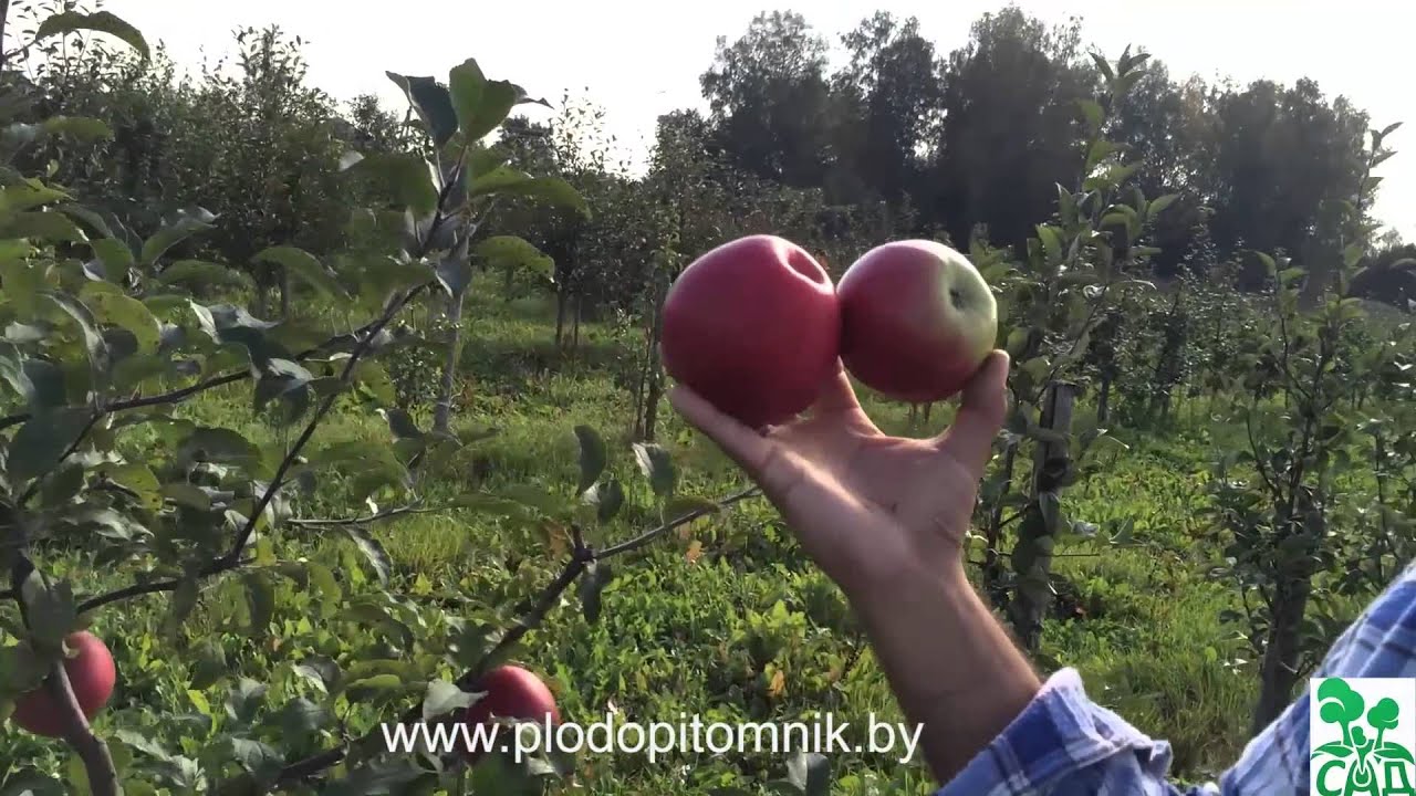 Превью видео