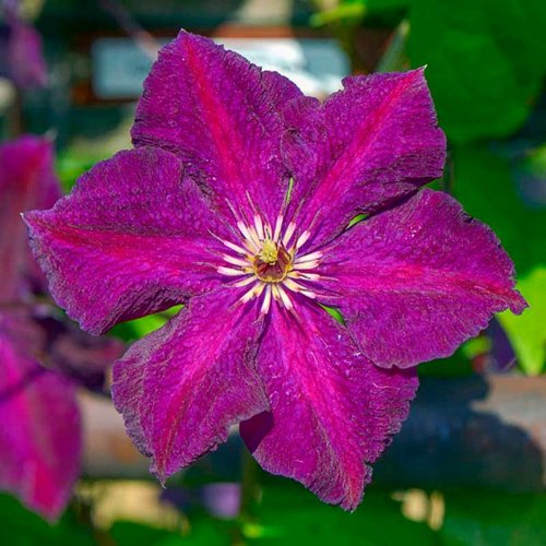 Клематис ГРЮНВАЛЬД в Бресте