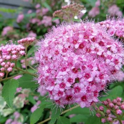 Розовая в Бресте