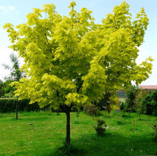 саженцы клен