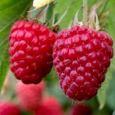 Средняя в Бресте