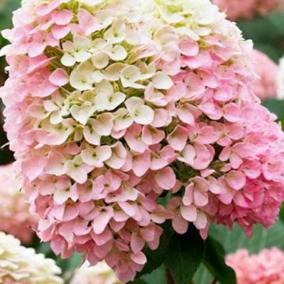 Низкорослые (карликовые) в Бресте