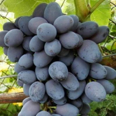 Черный виноград в Бресте