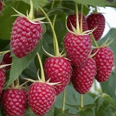 Высокая в Бресте