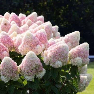 Бело-розовая в Бресте