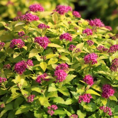 Японская в Бресте