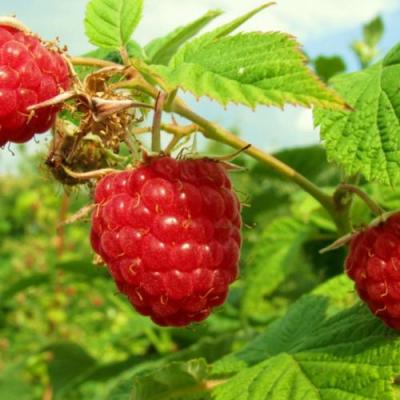 Бесшипная в Бресте