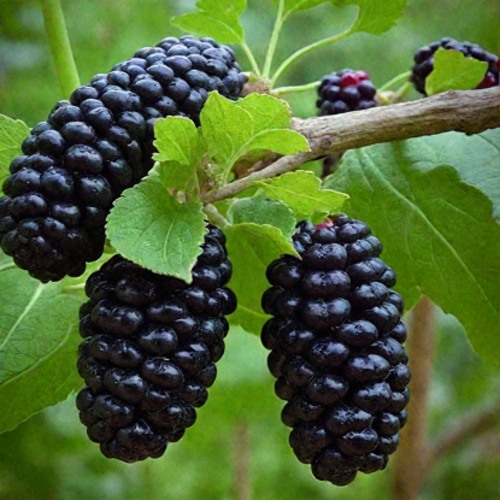 Шелковица плакучая в Бресте