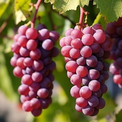 Фиолетовый в Бресте