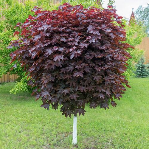 Клен красный в Бресте