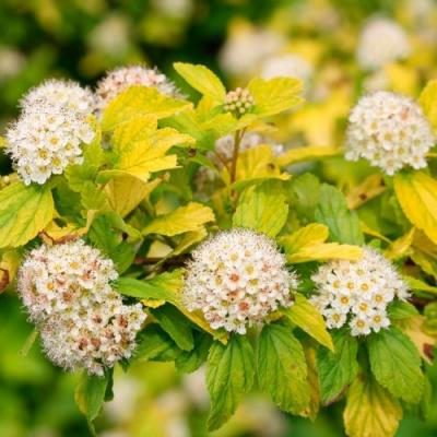 Желтый в Бресте