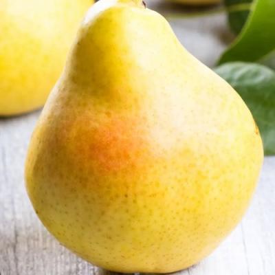 Желтая в Бресте