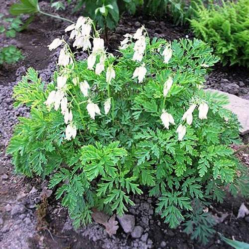 Дицентра красивая АВРОРА в Бресте