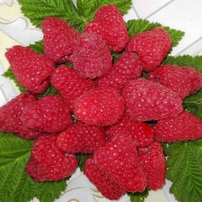 Сладкая в Бресте