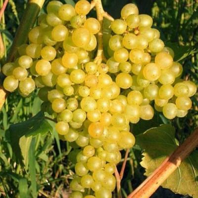 Желтый в Бресте