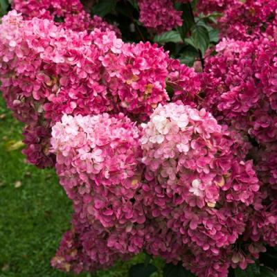 Фрайз в Бресте