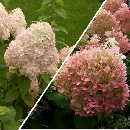 Комплект НЕЖНЫЕ ЧУВСТВА в Бресте