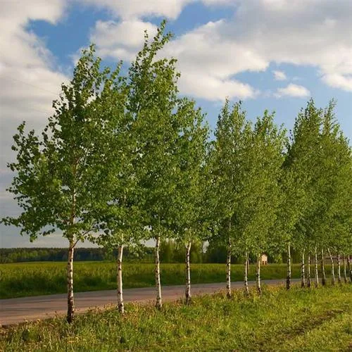 Береза обыкновенная в Бресте