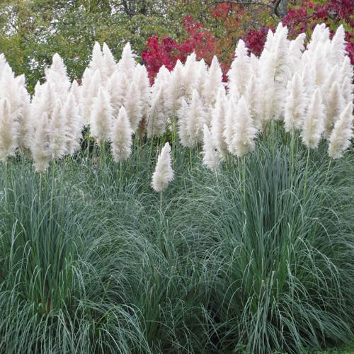 Кортадерия белая (пампасная трава) в Бресте