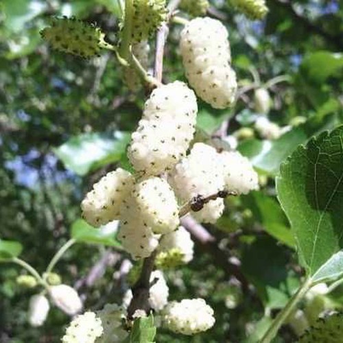 Шелковица БЕЛАЯ МЕДОВАЯ в Бресте