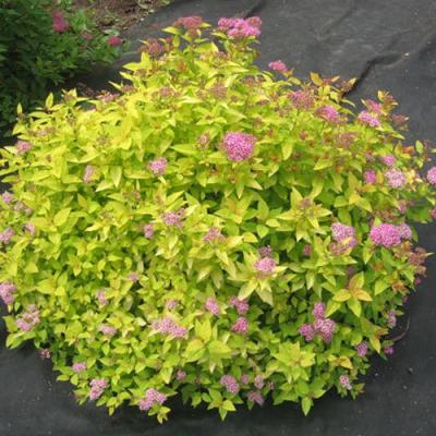 Голден в Бресте