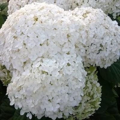 Белая в Бресте