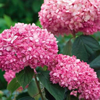 Розовая в Бресте