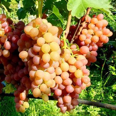 Сладкий в Бресте