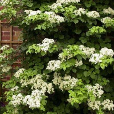 Черешковая в Бресте