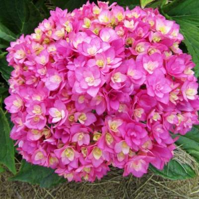 Ремонтантная в Бресте