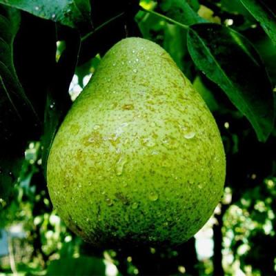 Зеленая в Бресте