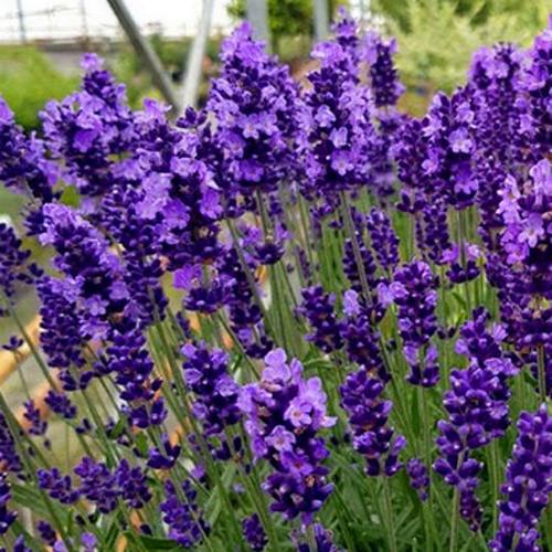 Лаванда ХИДКОТ БЛЮ узколистная в Бресте
