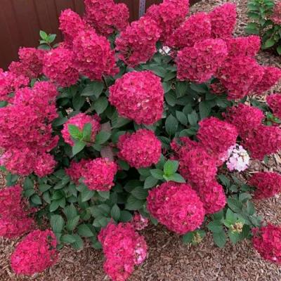 Красная в Бресте