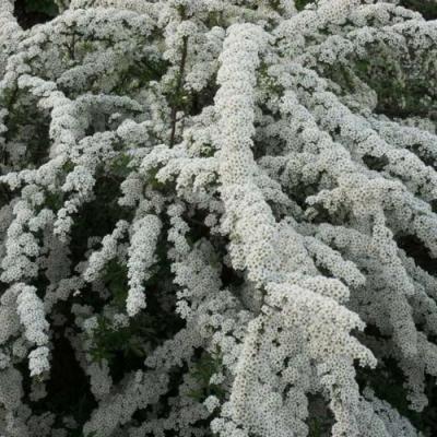 Серая в Бресте