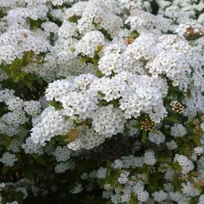 Белая в Бресте